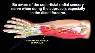 Anatomy Of The Brachioradialis Muscle  Everything You Need To Know  Dr Nabil Ebraheim [upl. by Molli988]