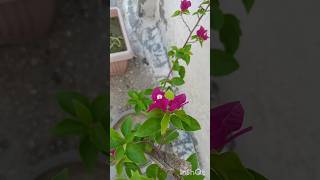 The Bougainvillea A Care Guide For the Worlds Most Dramatic Flower [upl. by Sibyls589]