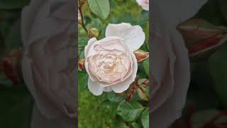 Desdemona David Austin Rose rose davidaustin rosegardens roselover [upl. by Areem]