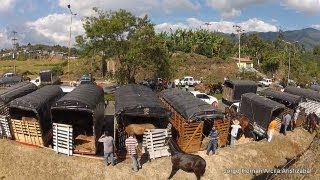 Cabalgata Armenia Quindio 2013 [upl. by Particia]