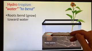 Phototropism Timelapse  Radish Plants [upl. by Burgwell]