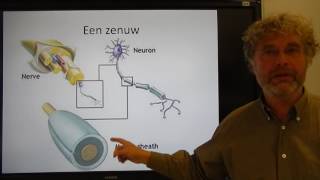 Biologie HV OB Het zenuwstelsel [upl. by Eidas]