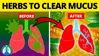 5 Herbs for Lung Health Clearing Mucus COPD and Killing Viruses [upl. by Bille221]