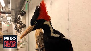 Heres what contributed to the extinction of ivorybilled woodpecker 22 other species [upl. by Bazil]