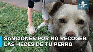 ¿De cuánto es la multa por no recoger las heces de sus perros [upl. by Nysa911]