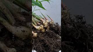 How to Grow Ginger at Home plants shorts farming [upl. by Emmalee382]