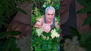 Esta planta es la aspirina vegetal 💊🌿 Filipendula ulmaria 💊🌿 Spirea ulmaria [upl. by Coleville]