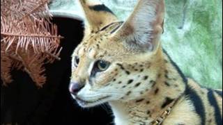 Pet Serval Rescued [upl. by Nnylirret]