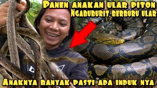 NGABUBURIT ALA DEDE INOEN PANEN ULAR PYTHON [upl. by Irahs]