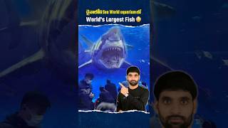 చైనాలోని Sea World aquarium లో worlds largest fish 😳shortsfeed shortsvideo shorts latestnews [upl. by Notreve]