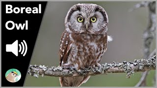 Boreal Owl  Sounds [upl. by Oecam931]