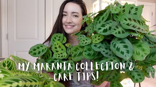 My complete Maranta Collection and Care tips  How I keep my Marantas happy [upl. by Elias]