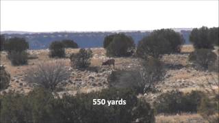 Bull Elk shot at 550 yards [upl. by Ermina]