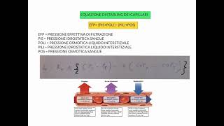 CORSO DI FISIOLOGIA UMANA  LEZIONE 13 DI 81  FISIOLOGIA CARDIOVASCOLARE  PARTE 8 [upl. by Kotto311]