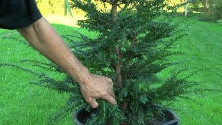 Gartenbonsai Taxus baccata Eibe Grundgestaltung [upl. by Cyna]