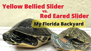 Difference between Red Eared Slider and Yellow Belly Slider turtlelife [upl. by Humfried]