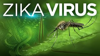 Zika Virus Explained [upl. by Sitelc]