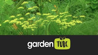 Fennel And How It Can Add To Your Garden [upl. by Caruso]