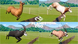 Addax llama Scimitar Horned Oryx Gemsbok Sable Antelope  Planet Zoo Hurdles Race [upl. by Anallese]