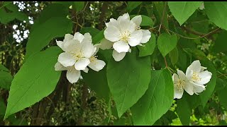 Sweet Mock Orange or English Dogwood Philadelphus coronarius [upl. by Aihsoj]