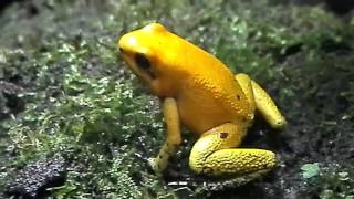 Phyllobates terribilis  Schrecklicher Pfeilgiftfrosch [upl. by Iroj]