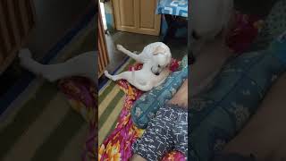 Coco doglover labrador youtubeshorts [upl. by Gastineau]