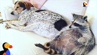 Raccoon Adopted by Dogs Is Living THE LIFE  The Dodo Odd Couples [upl. by Alex]