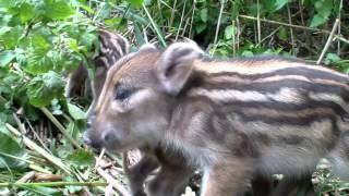 Baby boar piglets  little fighters [upl. by Esirehs374]