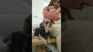 Dog day with child 2024 🐕😂 laughoutloudpets cat puppy [upl. by Rimaa]