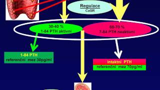 Kalciofosfátový metabolizmus [upl. by Emmy]