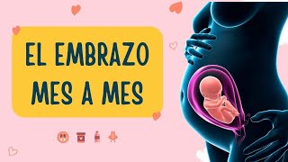 Etapas del Embarazo Mes a Mes 🤰Fases de la Gestación🌷 [upl. by Cordula]