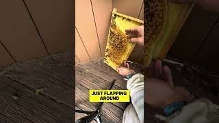 How To Fix Badly Drawn Honey Comb on Plastic Foundation beekeeping [upl. by Rennoc297]