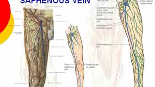 44 L Limb Great saphenous vein د أحمد كمال [upl. by Witherspoon434]