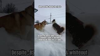 Are Siberian Huskies Working Dogs Husky History Fun Facts About Snow Dogs shorts husky dogshorts [upl. by Muiram773]