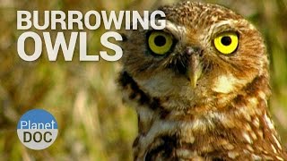 Burrowing Owls  Wild Animals  Planet Doc Full Documentaries [upl. by Medea587]