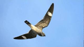 Have you heard the sound of the Common Nighthawk [upl. by Aeriel]