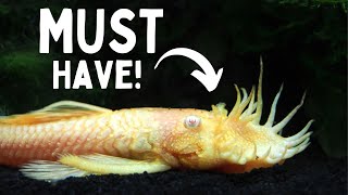 Why You NEED a Bristlenose In Your Aquarium  5 BENEFITS [upl. by Eimrots]