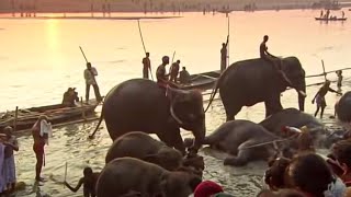 Indian Elephants  Ganges  BBC Studios [upl. by Meerak]