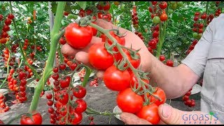 Episode 11  Increase the yield of your tomato plants with mycorrhiza fungi [upl. by Nwahsaj]