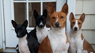 Basenji Life [upl. by Nyer]