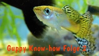 Guppy Knowhow Folge 2 Das GuppyAquarium bepflanzen Wasserpflanzen Dokumentation Fische [upl. by Tace250]