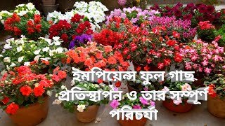 How to plant Grow transplant and care for impatiens flowers ইমপিয়েন্সফুলগাছ প্রতিস্থাপন ও পরিচর্য [upl. by Ramedlab]