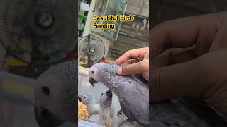 পাখি বাজারের অন্যতম আকর্ষন। shorts viralvideo birds yt ytshort pets pakhi [upl. by Nyram667]