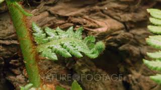 Timelapse Of Fern Unfolding [upl. by Dippold]