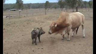 Bull Fights Wild Pig [upl. by Daisey898]