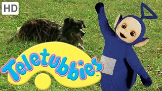 Teletubbies Animals Pack 3  Full Episode Compilation [upl. by Neahs131]