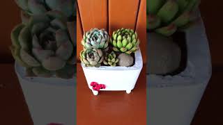 SUCCULENT ARRANGEMENT succulents shorts [upl. by Dyann]