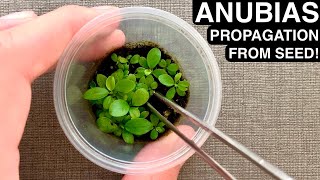 Anubias Propagation from Seed Rare  DIY Emersed Aquatic Plant Farm [upl. by Skipper]