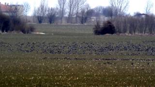 Redbreasted Geese in Bulgaria January 2017 [upl. by Anerhs]