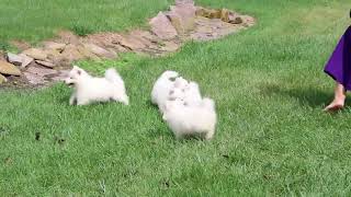 Samoyed Puppies For Sale [upl. by Afton288]